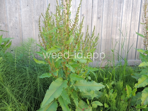 dock, broadleaf